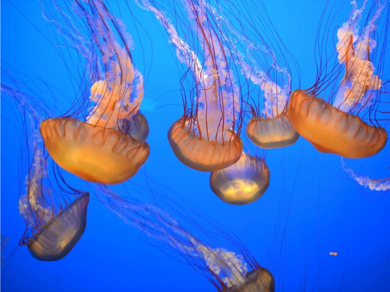 Going against the current: What separates Monterey from other aquariums