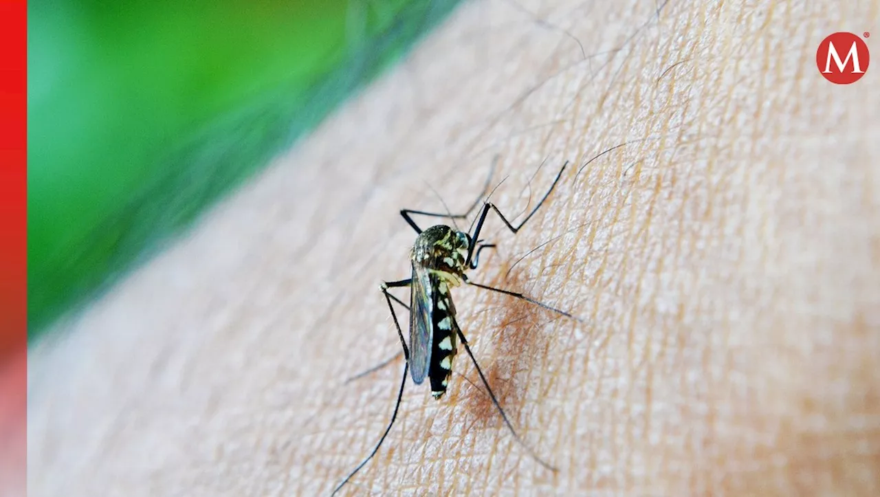 Alarma por casos de dengue en la huasteca, registran 672 casos positivos