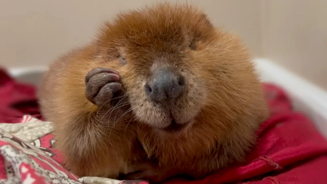 ‘We're going to protect Nibi': Gov. Healey says she paused plan to release beaver into the wild