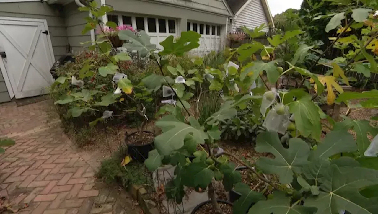 Garden Guide: How to grow a fig tree in a small space