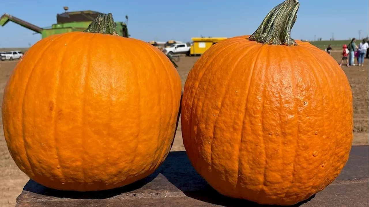 Texas Panhandle pumpkin growers see better yields despite challenges