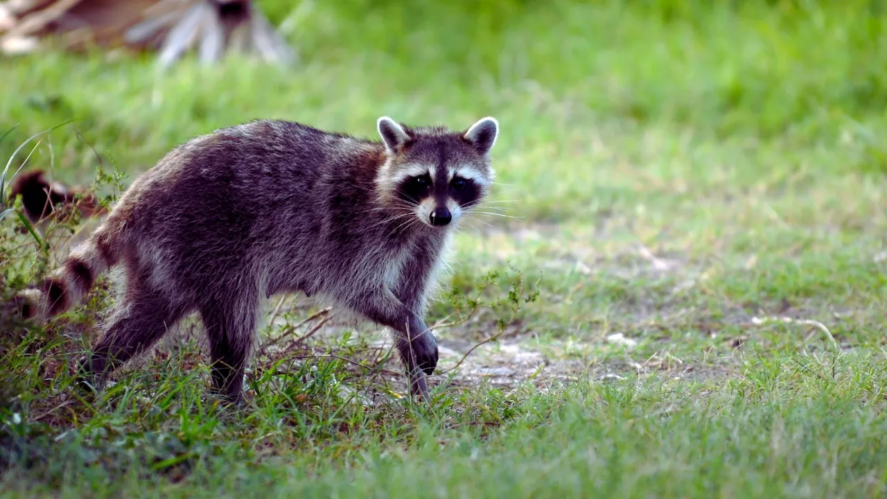 Health officials warn of rabies after raccoon fights 2 dogs in N.J. town