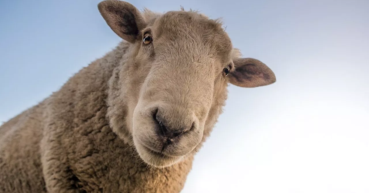 Ausnahmezustand im Kreis Höxter: Landwirte und Tierhalter stark betroffen