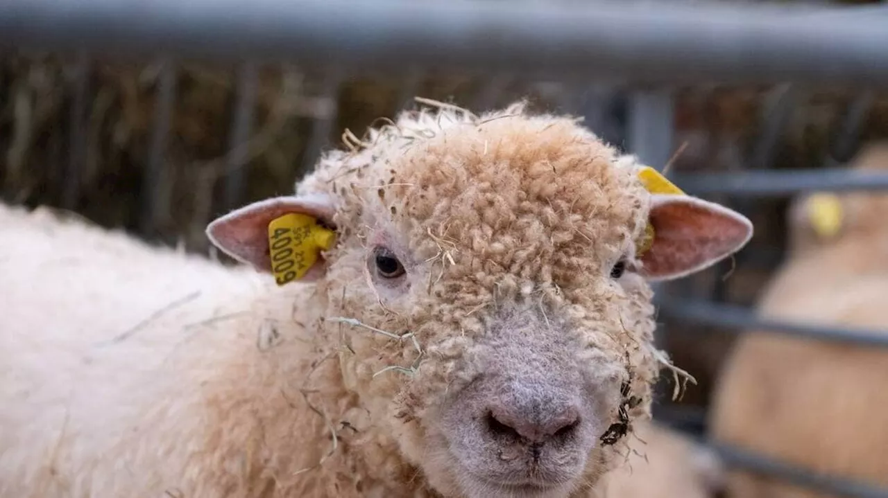 « C’est une hécatombe » : face à la fièvre catarrhale ovine, les éleveurs appellent l’État à l’aide