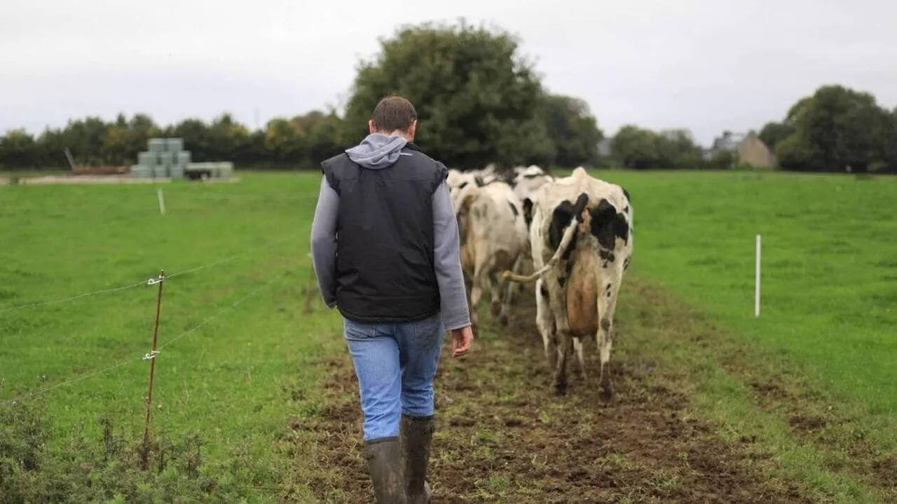 Lactalis arrête la collecte du lait biologique en Bretagne