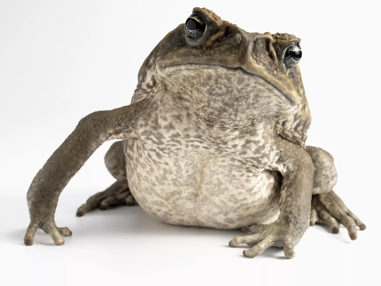 Live toad found in grocery store salad: ‘No idea where he came from’