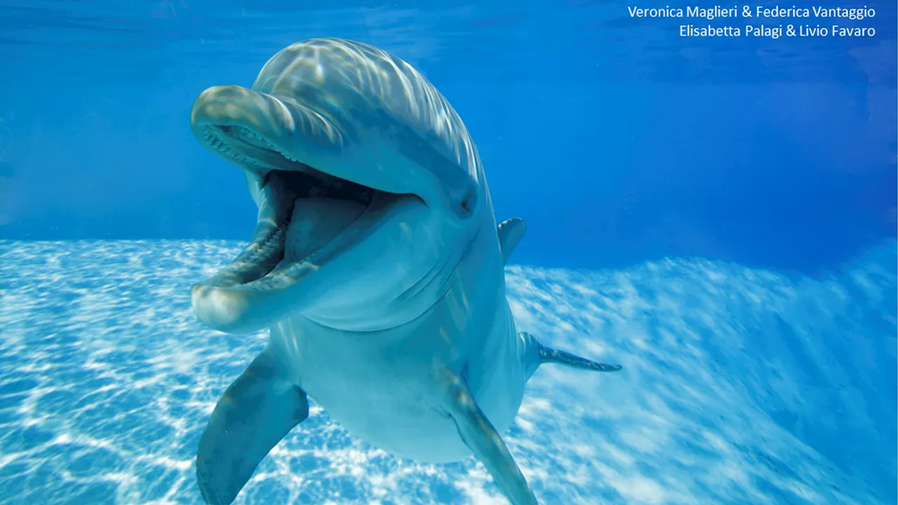 Bottlenose dolphins ‘smile’ to say it’s time to play