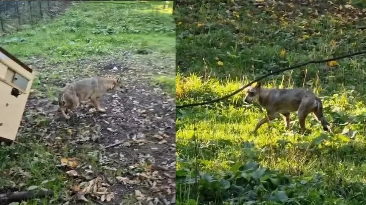 Lupa nel parco delle Sabine, la regione racconta la cattura: “Era un animale confidente, quindi pericoloso”