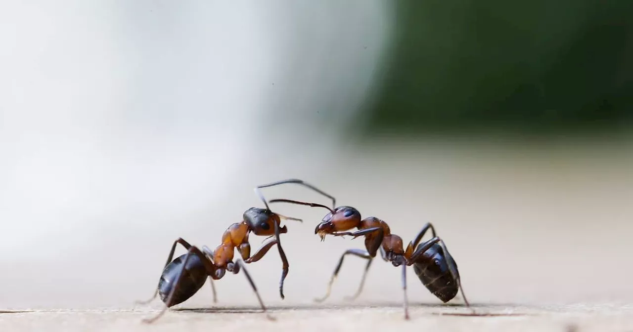 Insektensterben in Wäldern nachweisbar: Studie der TU Darmstadt