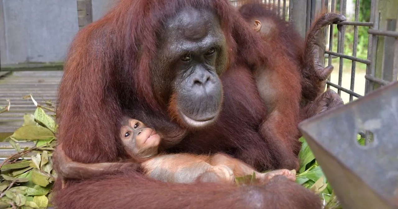 Tierische Supermama – Orang-Utan adoptiert Kind von Freundin