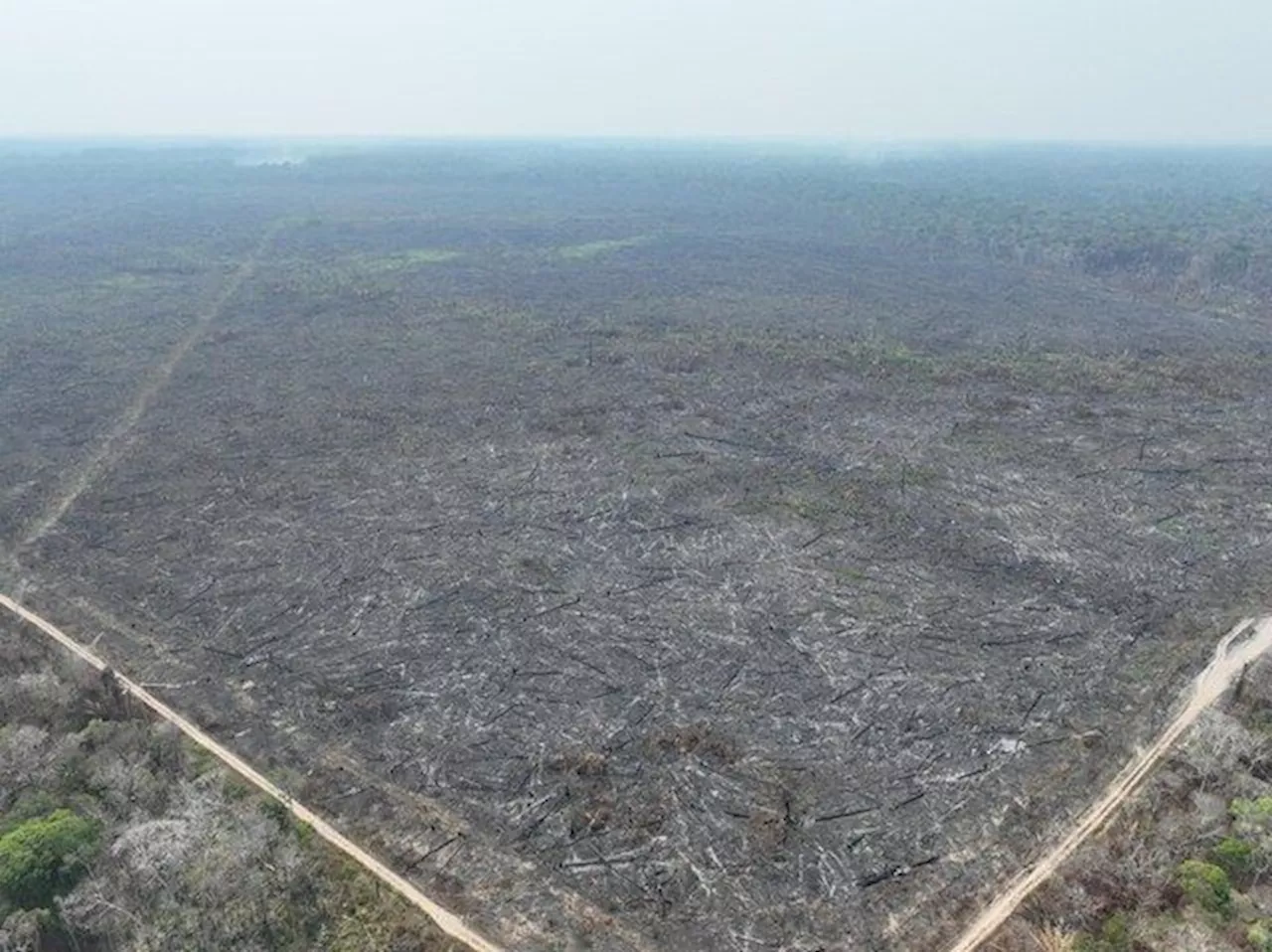 Polícia Federal prende dois suspeitos e identifica área de 950 hectares incendiada no Amazonas