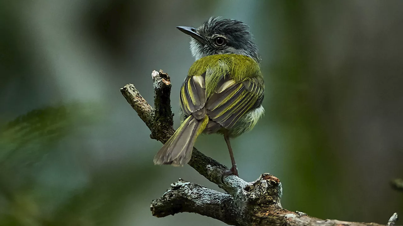 Bird nests made with a toxic fungus seem to fend off attacking ants