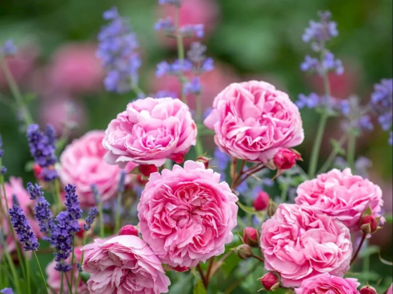 Shropshire's world-famous David Austin Roses lodges expansion plan