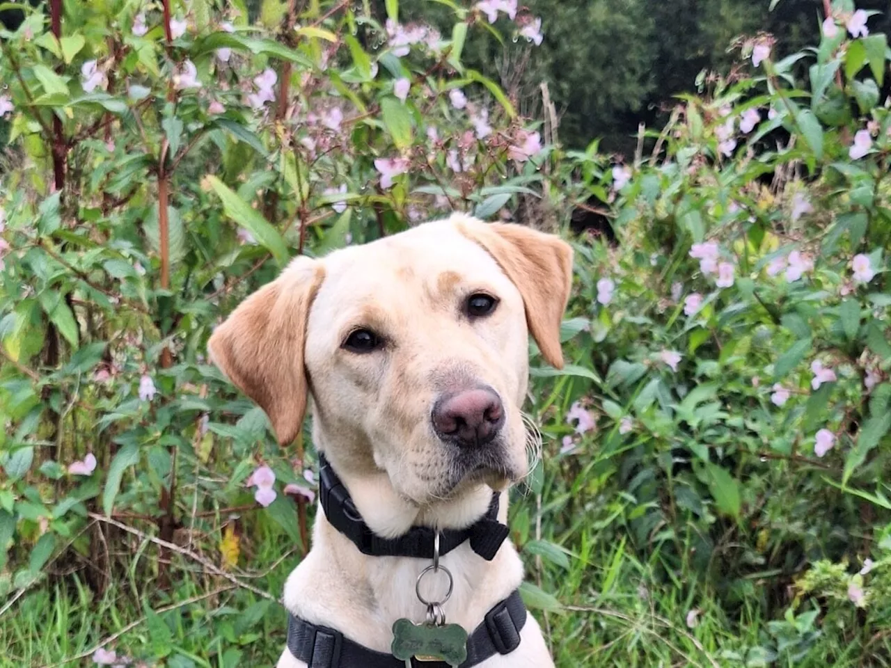 Trainee Guide Dogs Huw and Bliss Learn New Skills While Enjoying Home Life With Foster Families