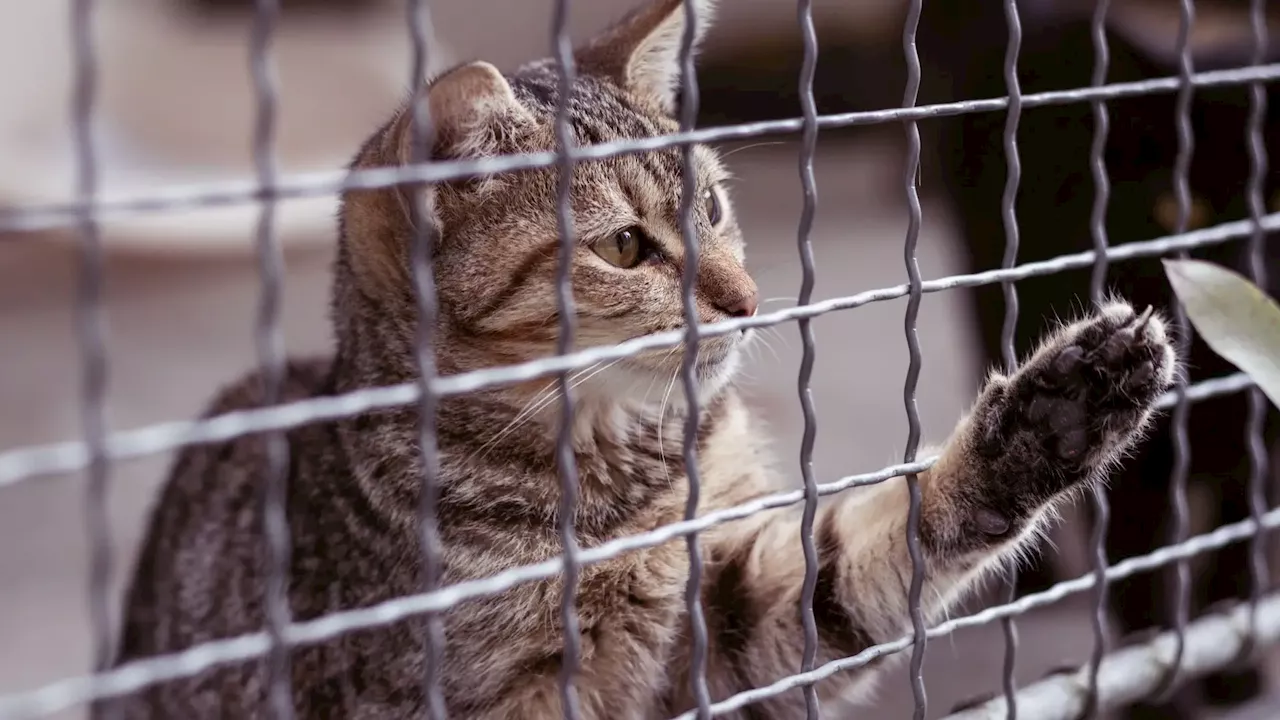 Encontrados 16 gatos mortos num canil em Vila Franca de Xira