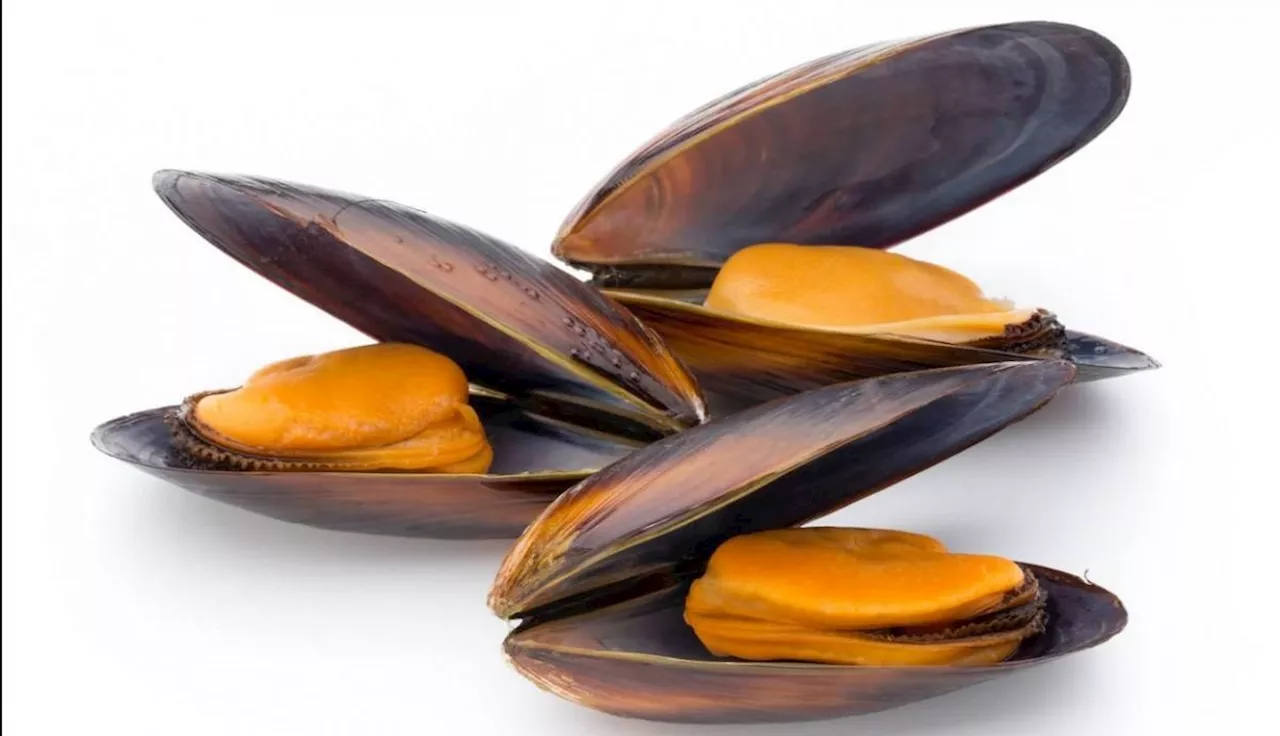 Las 6 claves que hacen de los mejillones un tesoro nutricional