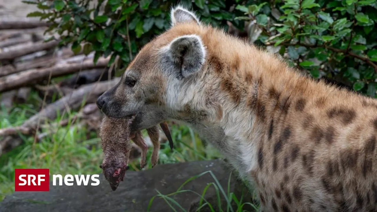 Artenmanagement: Zoo Zürich tötet Erdmännchen und verfüttert sie