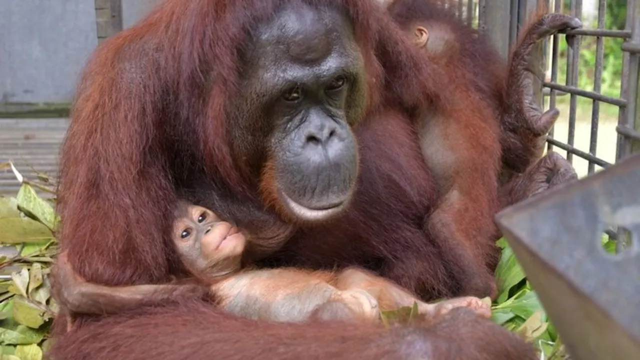 Menschenaffe überrascht Retter: Tierische Supermama: Orang-Utan adoptiert Kind von Freundin