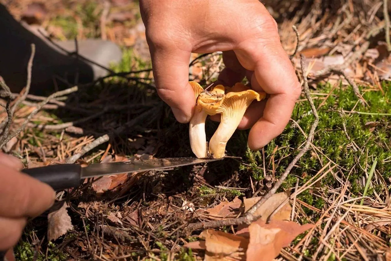 Champignons : plus de 400 intoxications depuis le mois de juillet