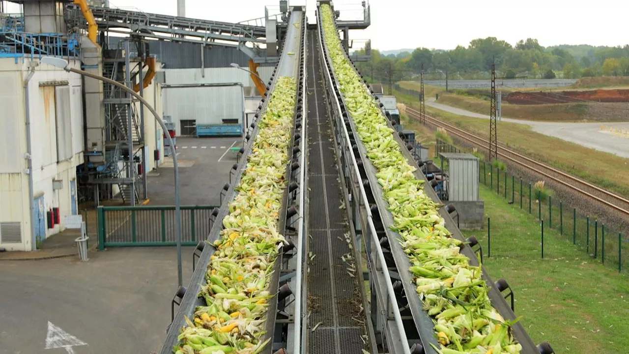 Landes : dans son usine de Labatut, Géant Vert produit 350 millions de conserves par an