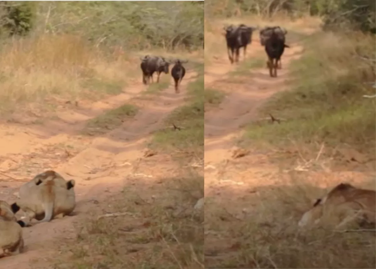 Wildebeest walks into lion's pride