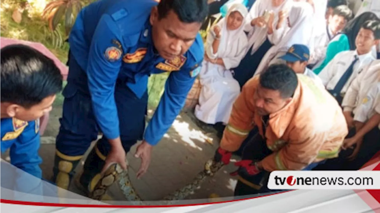 Satu Sekolah Heboh, Ular Piton Sepanjang Tiga Meter Muncul di Lingkungan SMPN 1 Gresik