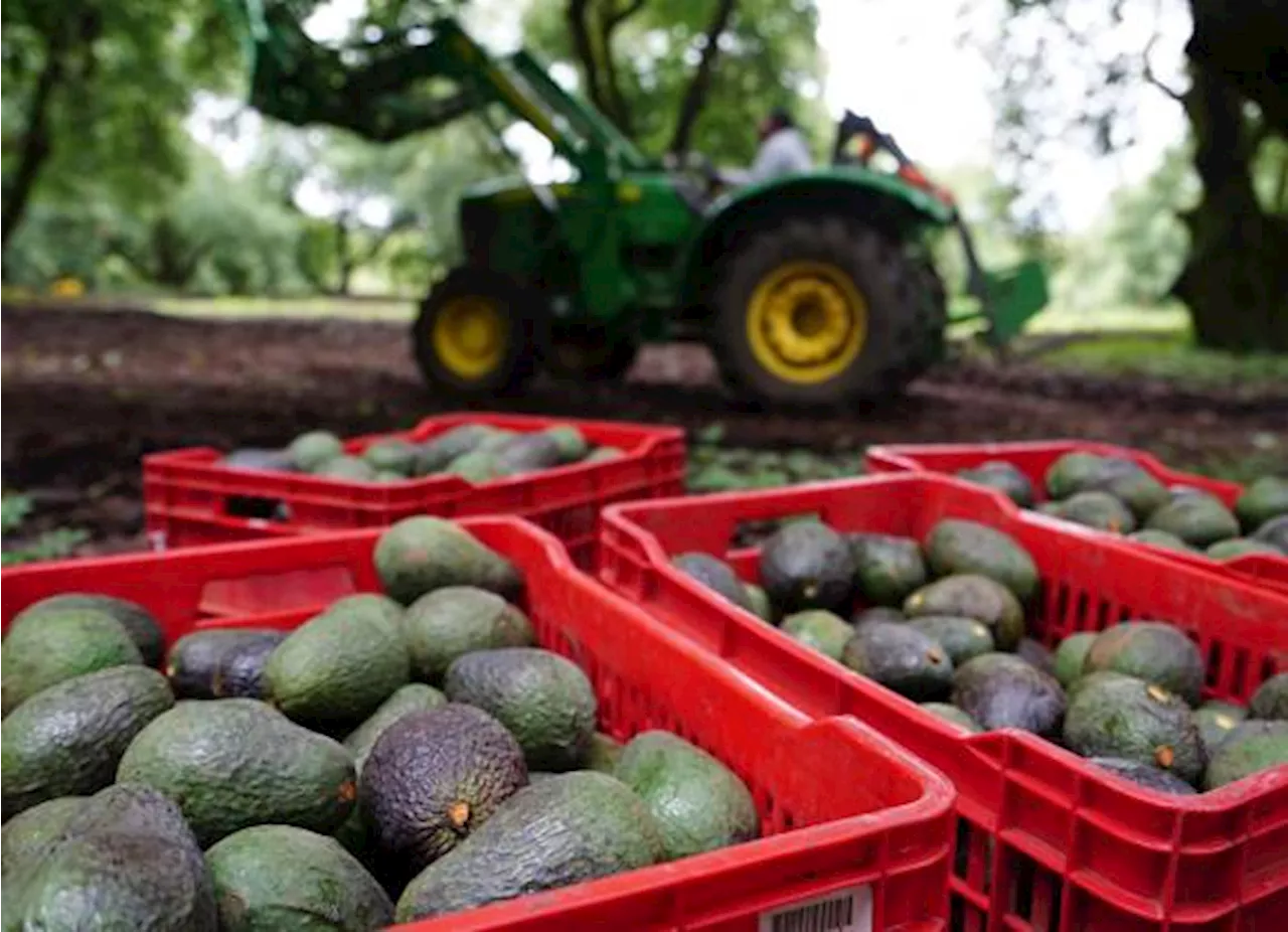 Senado de México alista Ley Federal del Aguacate para proteger a productores ante crimen organizado