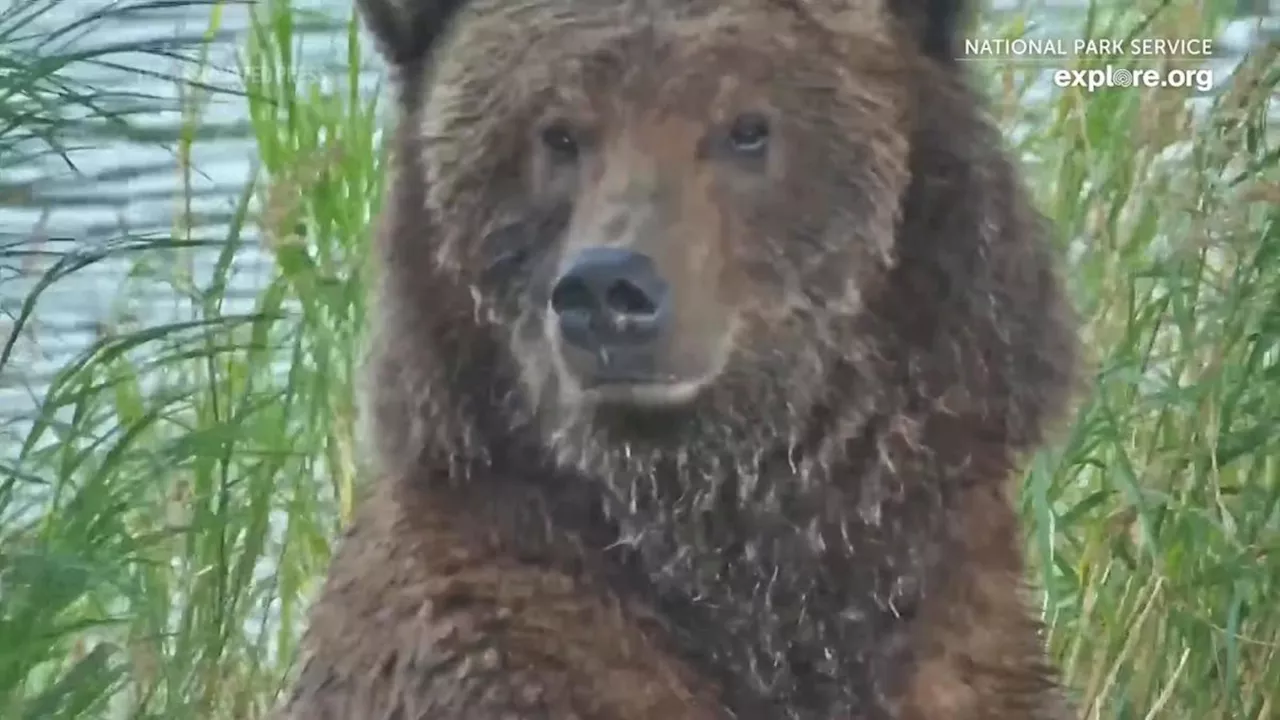 Fat Bear Week Voting Begins at Alaska’s Katmai National Park