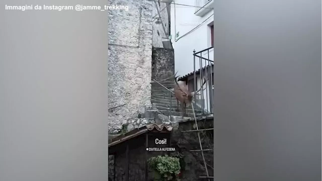 Un cervo passeggia per le strade di Civitella Alfedena