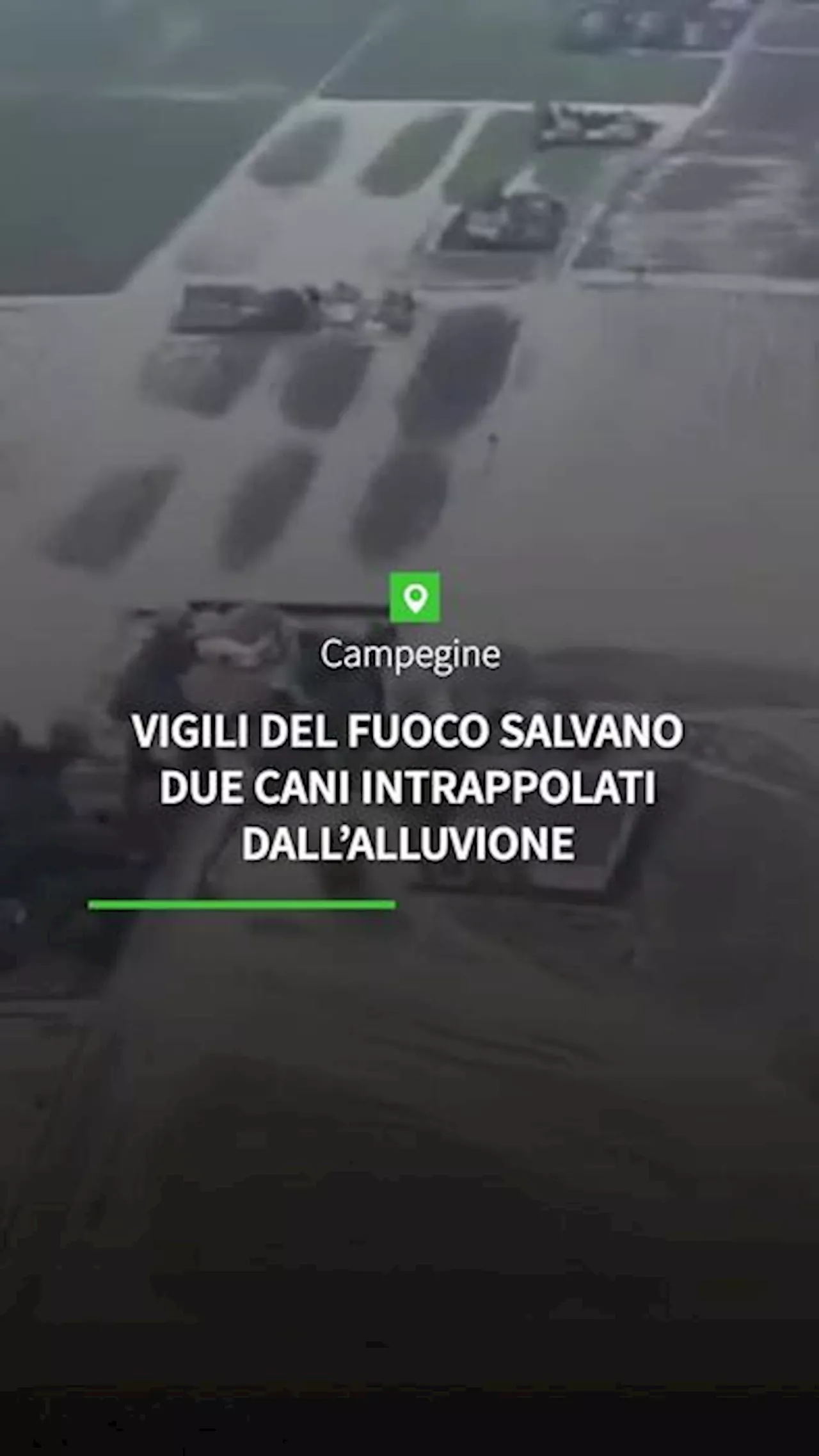 Vigili del fuoco salvano due cani intrappolati dall'alluvione