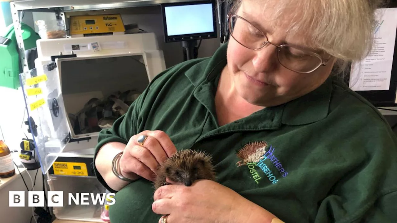 Hedgehog hostel in Chatteris needs bigger premises