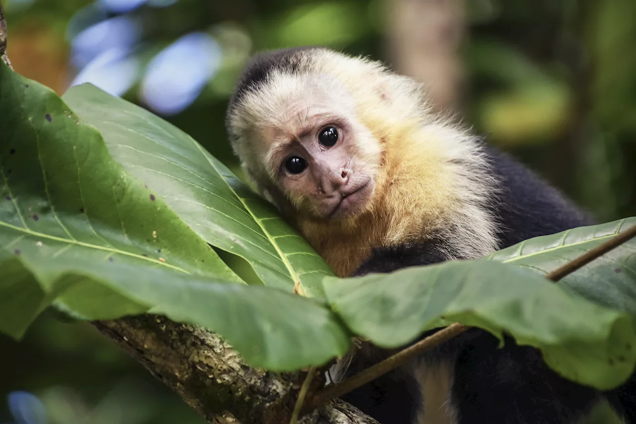 Scientists Restore Vision in Monkey Using Human Stem Cells