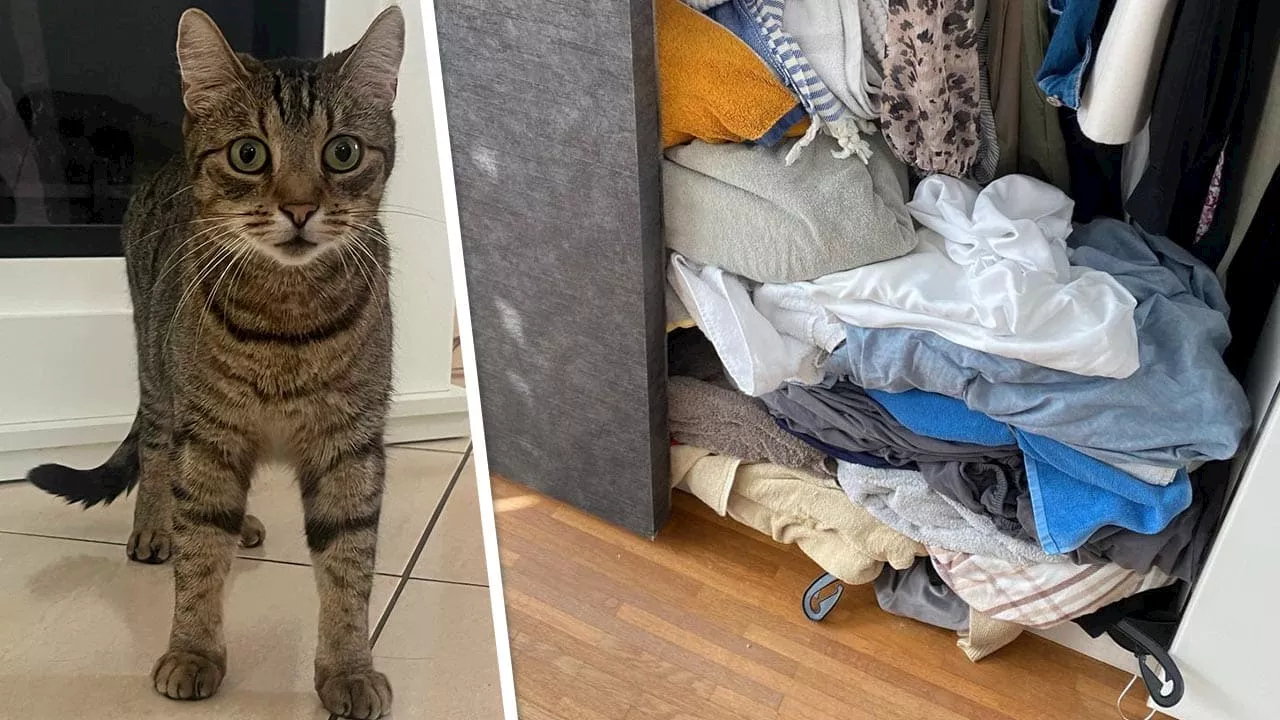 Nach Urlaub: Polizei findet Einbrecher-Katze in Kleiderschrank