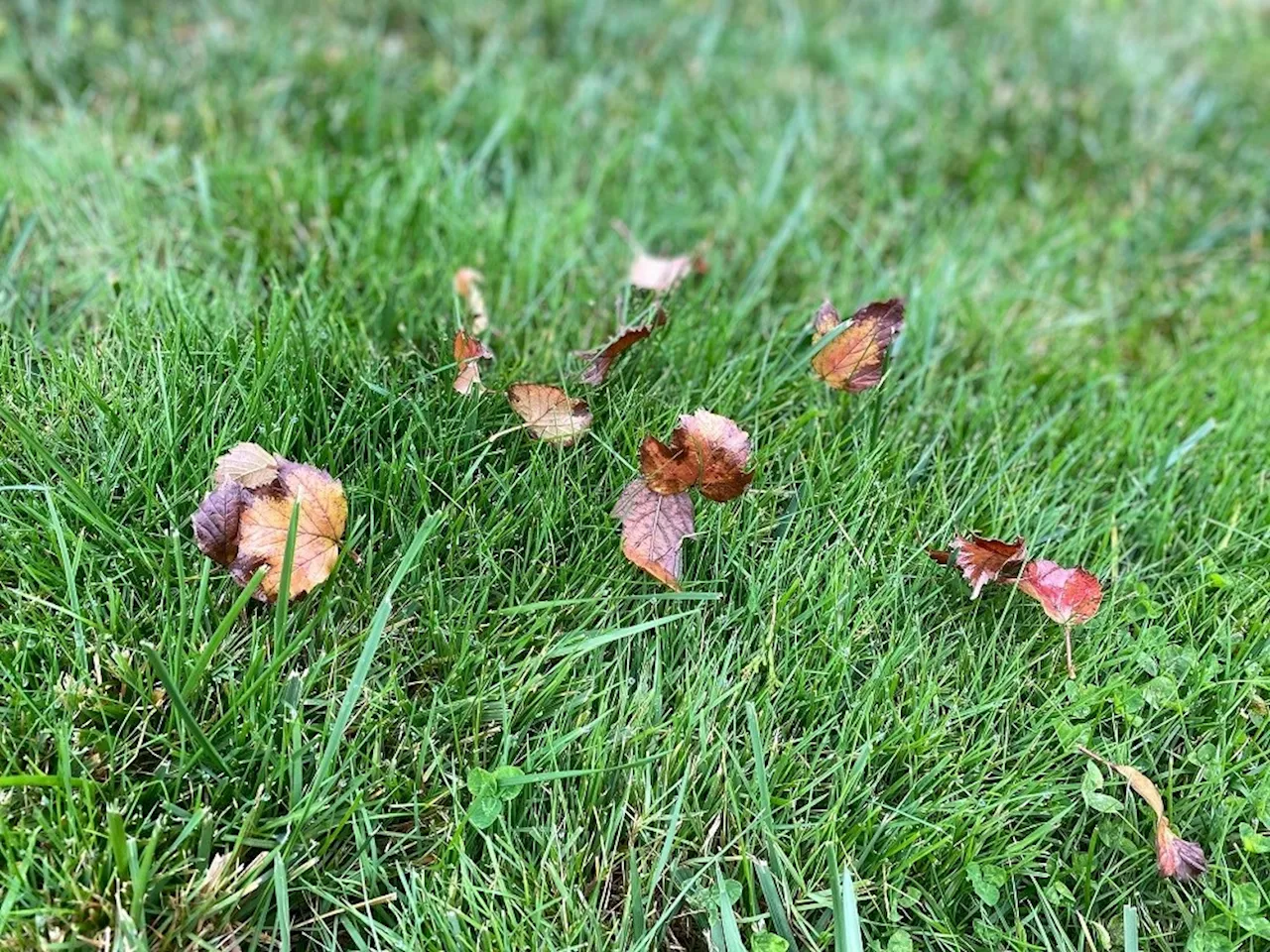 Minter: Fall lawn care, and how to maintain a greener carpet