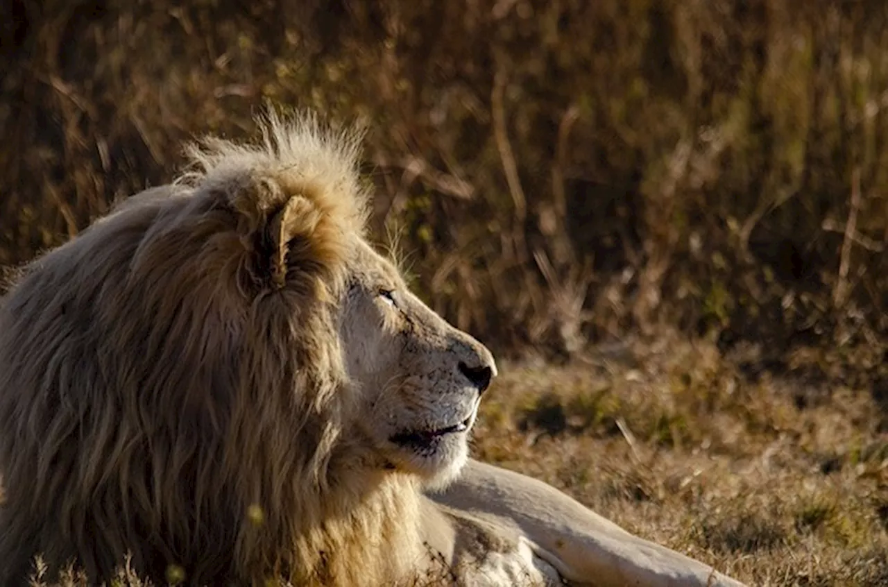 Astrologie : quel est le caractère des ascendants Lion ?