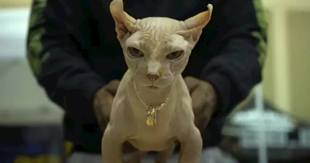 XL Bully Cats Warning Issued As Hairless 'mutant' Pets Become Trendy ...