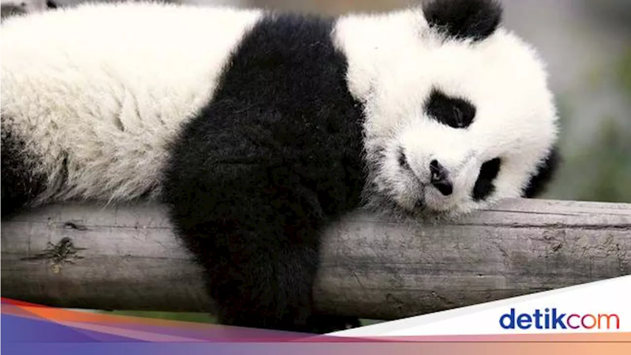 Negara Ini Punya Cara Diplomasi Unik dengan Mengirim Panda, Apa Tujuannya?