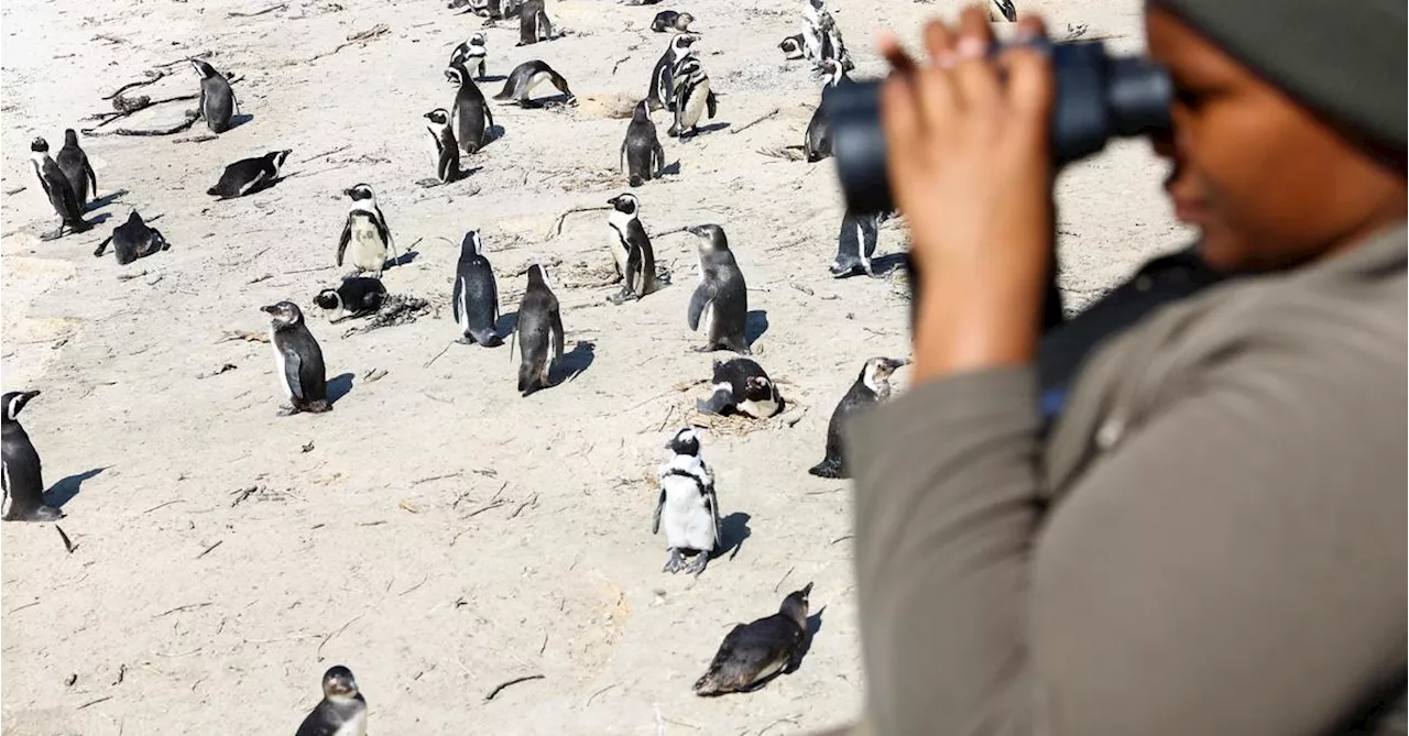 Afrikas Pinguine gehen dem Ende entgegen