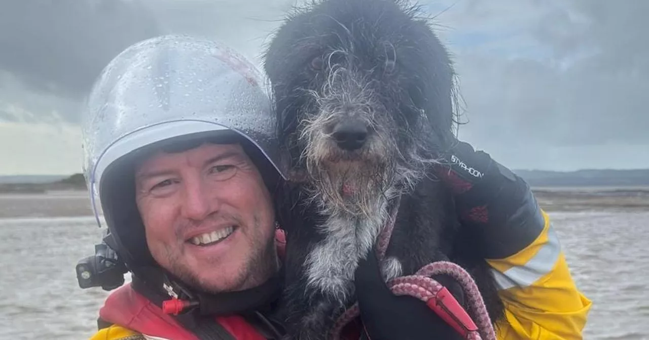 Two people and dog found in 'immediate danger' after being cut off by tide