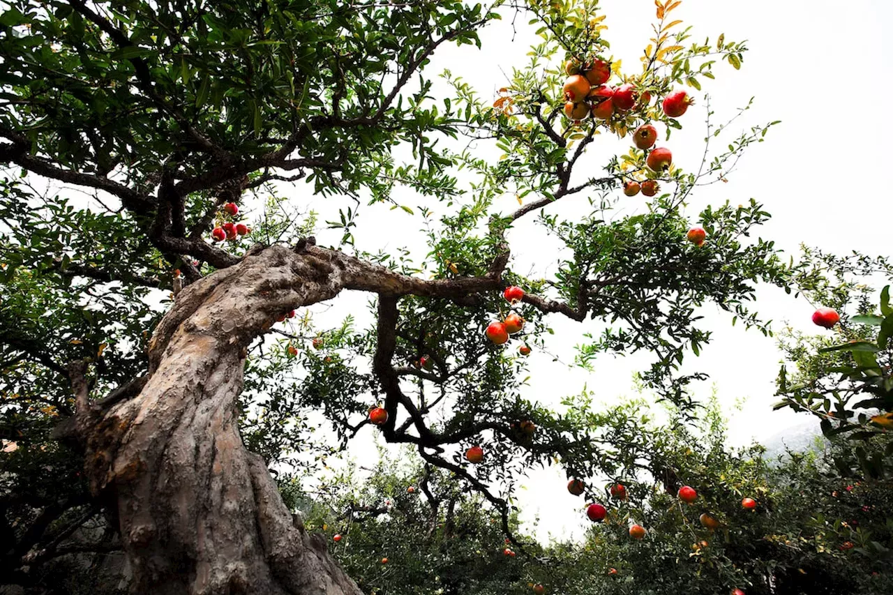 Las Manzanas Del Fin Del Mundo: Los Alimentos Que Pueden Salvar A La ...