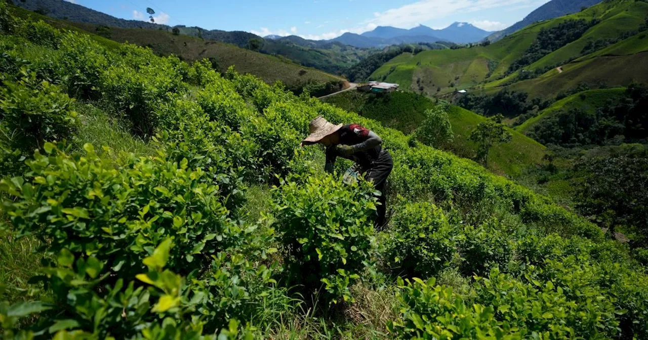 Il paese sudamericano batte record di produzione di cocaina