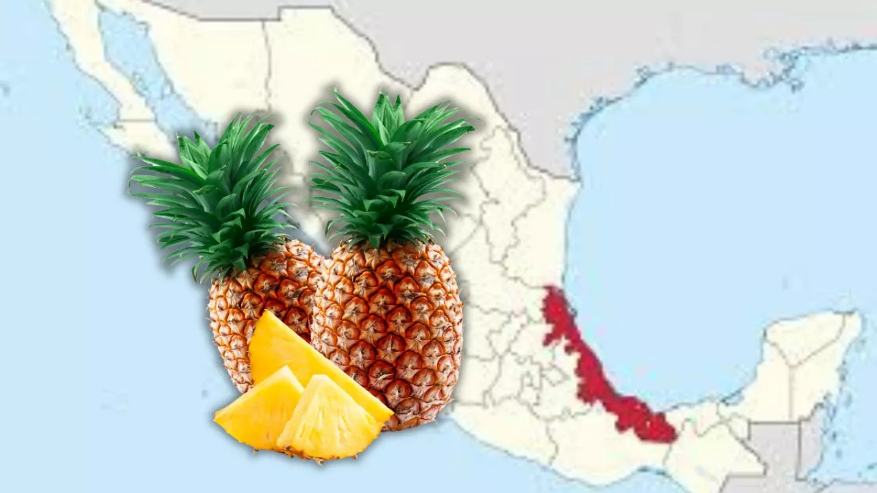 Conoce el municipio de Veracruz que es rey en la producción de piña nacional