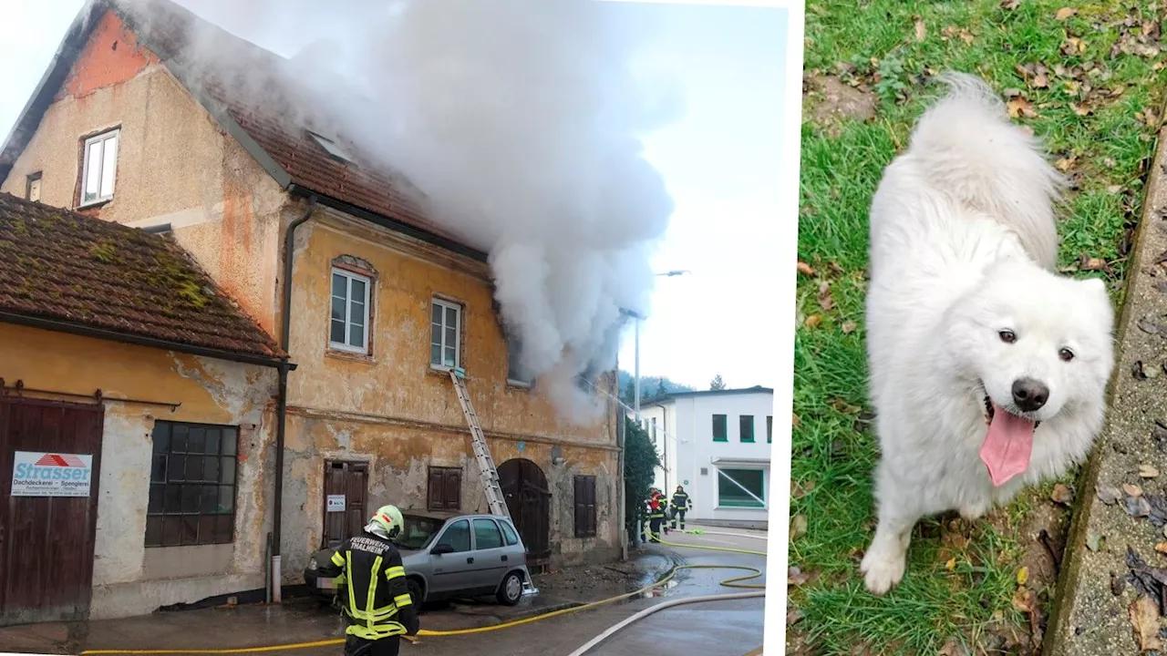 Besitzerin stirbt in Feuer, Hündin Luna überlebt Drama