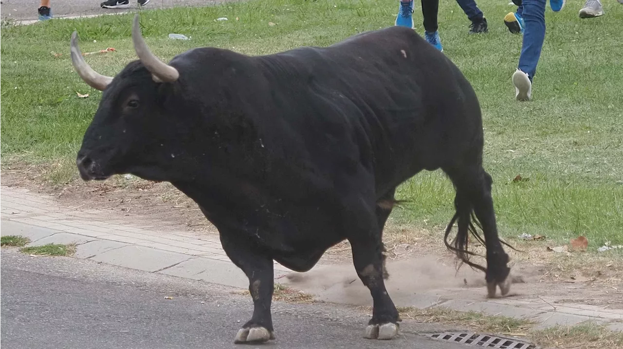 Muere con 57 años embestido por un toro en la Vall de Uxó, Castellón