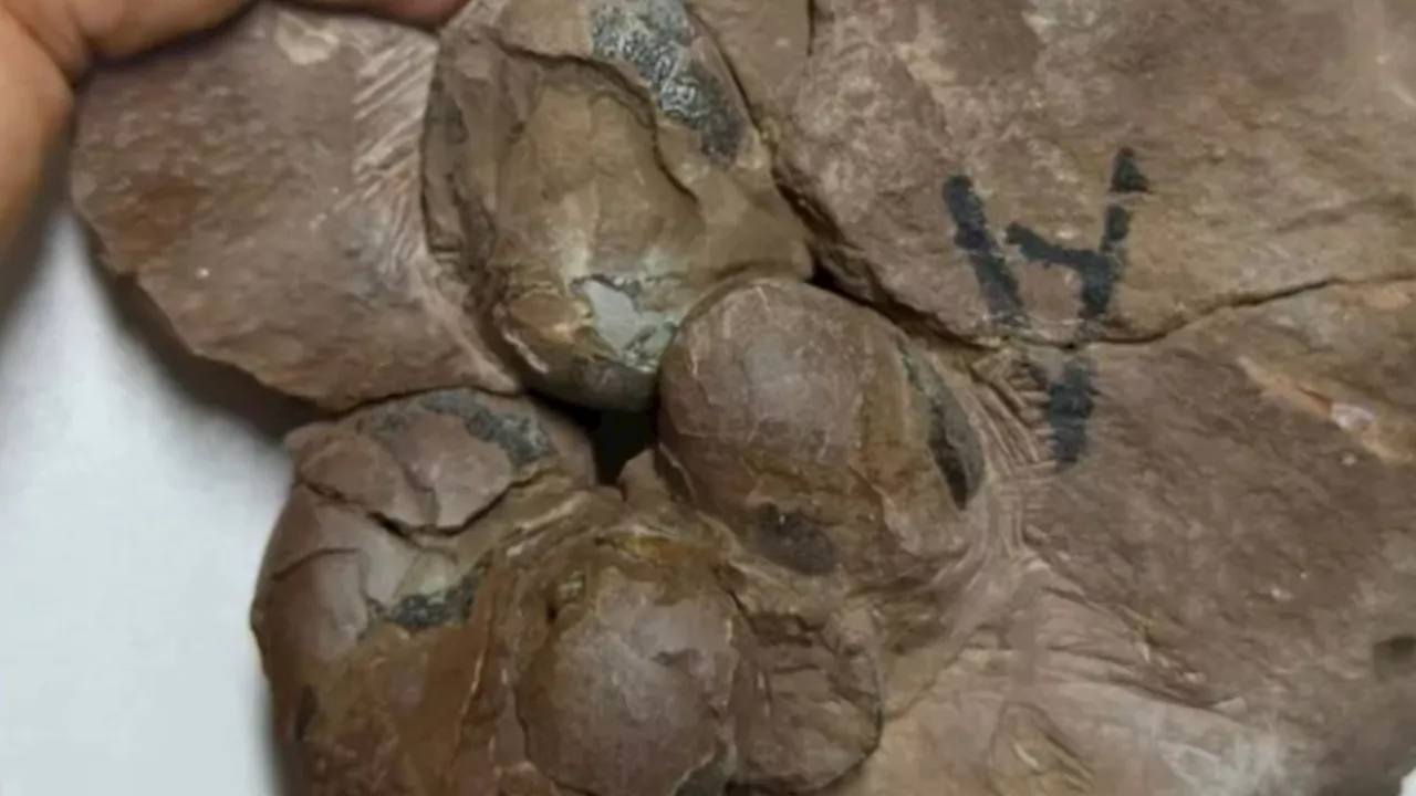 80 million-year-old world’s smallest and well-intact dinosaur egg fossil discovered