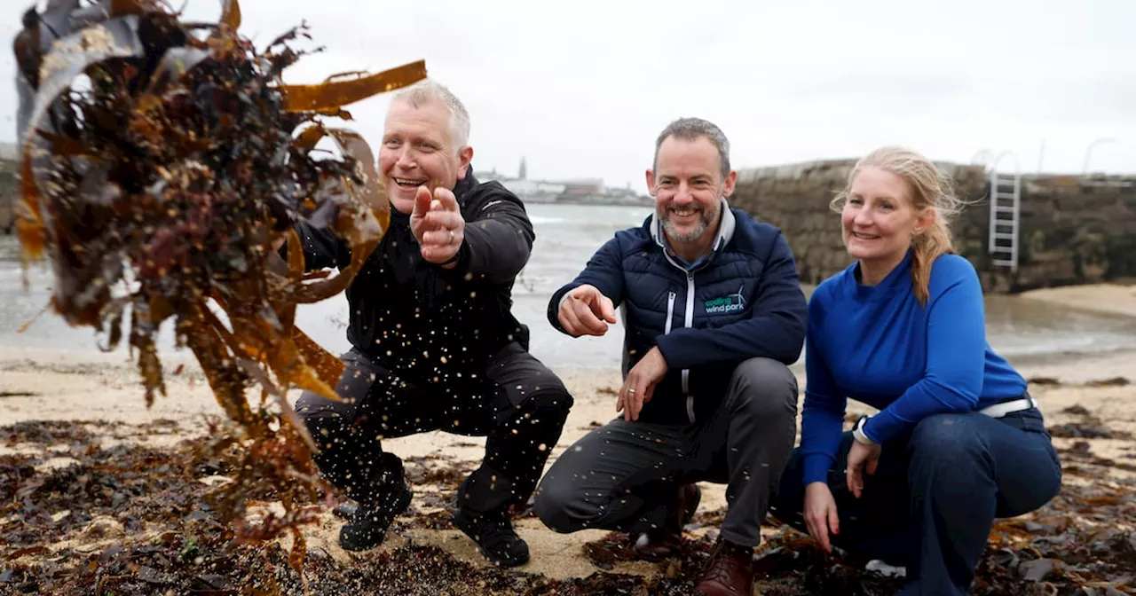 New project to explore potential for restoring oyster reefs in Dublin Bay