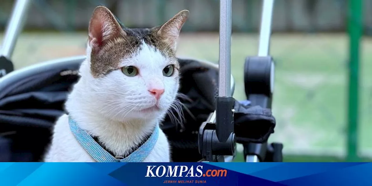 Tips Membeli Stroller Kucing, Inspirasi dari Bobby Kucing Prabowo