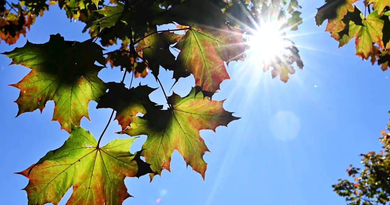 Diese Woche bringt sonnige Grüße vom Altweibersommer