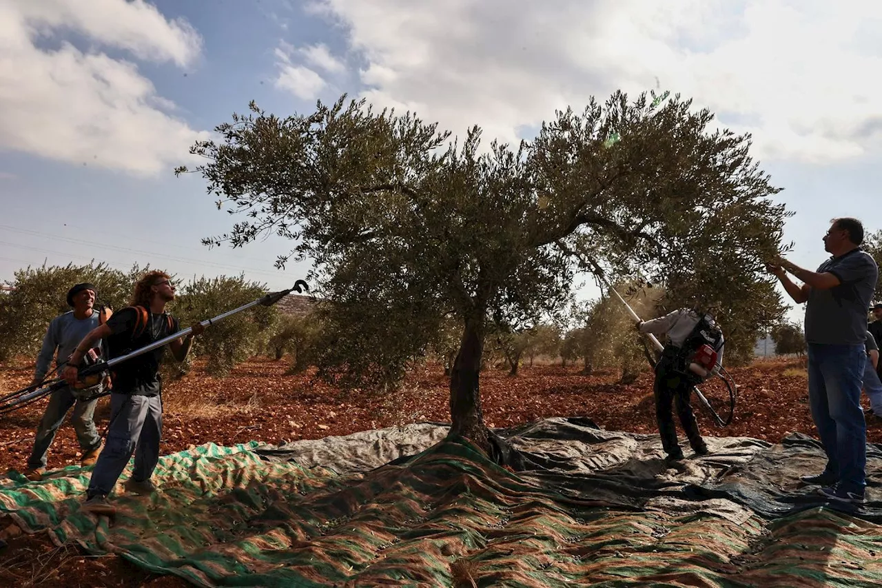 A Gaza et en Cisjordanie, une récolte des olives dans la peur de la guerre et des colons