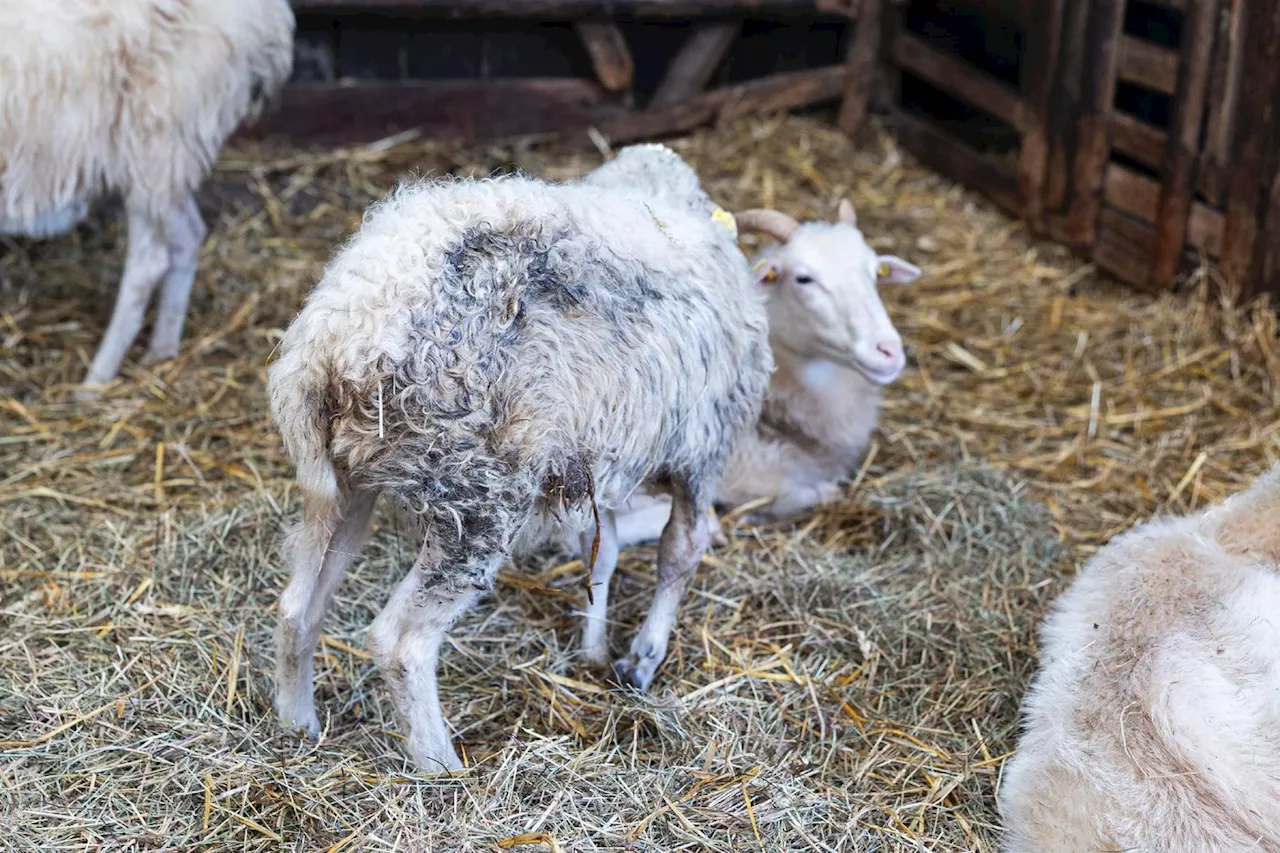 Fièvre catarrhale: les éleveurs de moutons allemands se sentent abandonnés